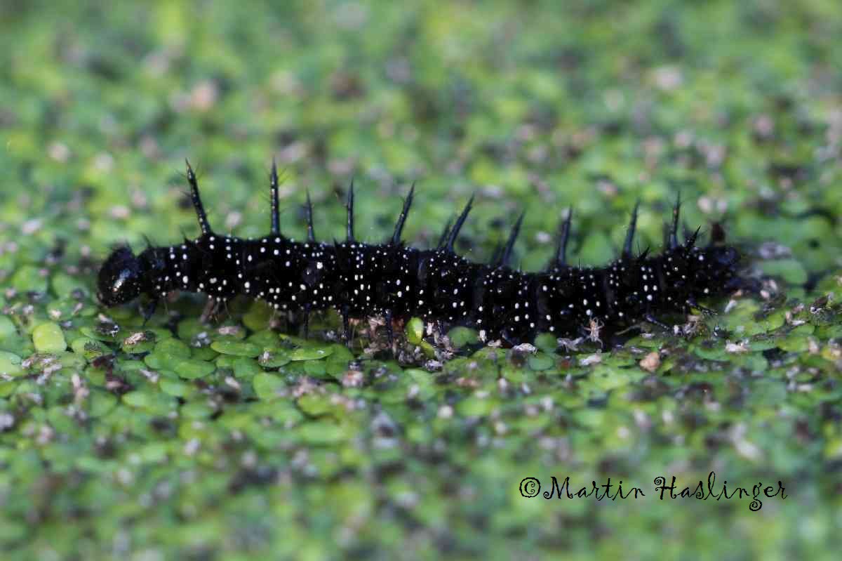 Tagpfauenraupe auf Wasserlinsen