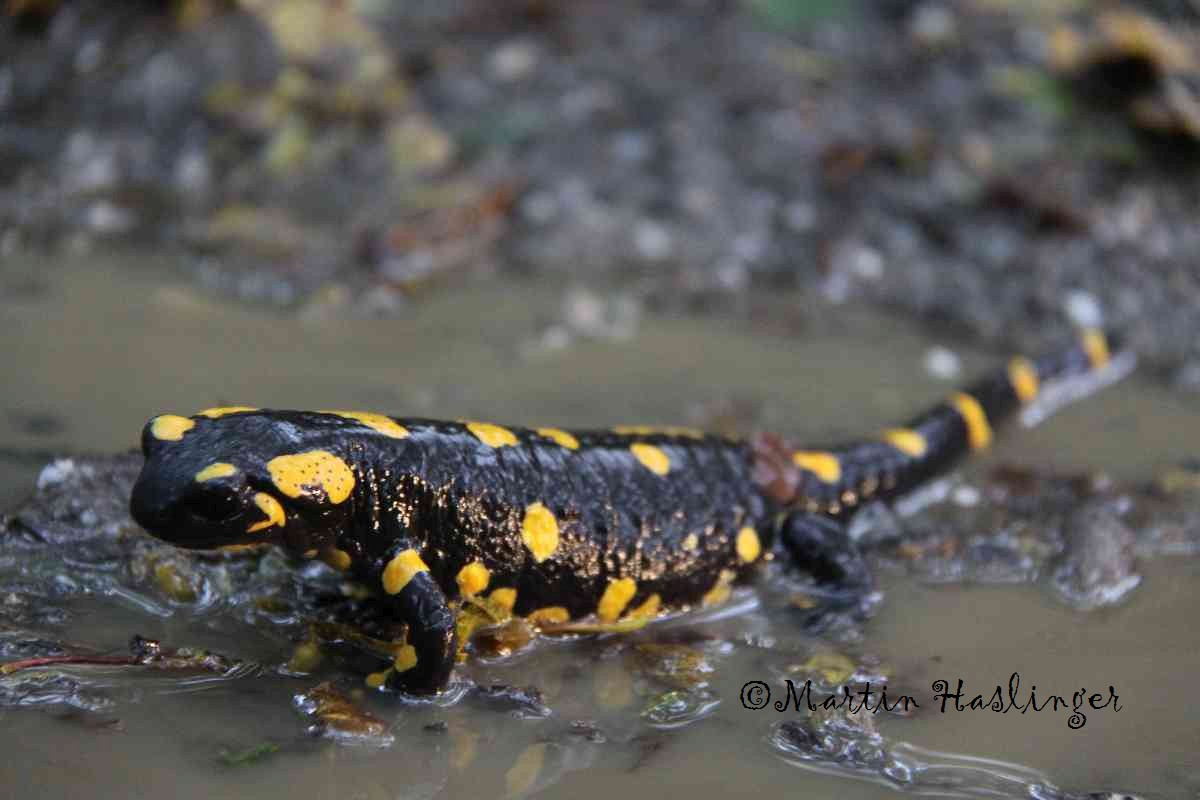 Feuersalamander