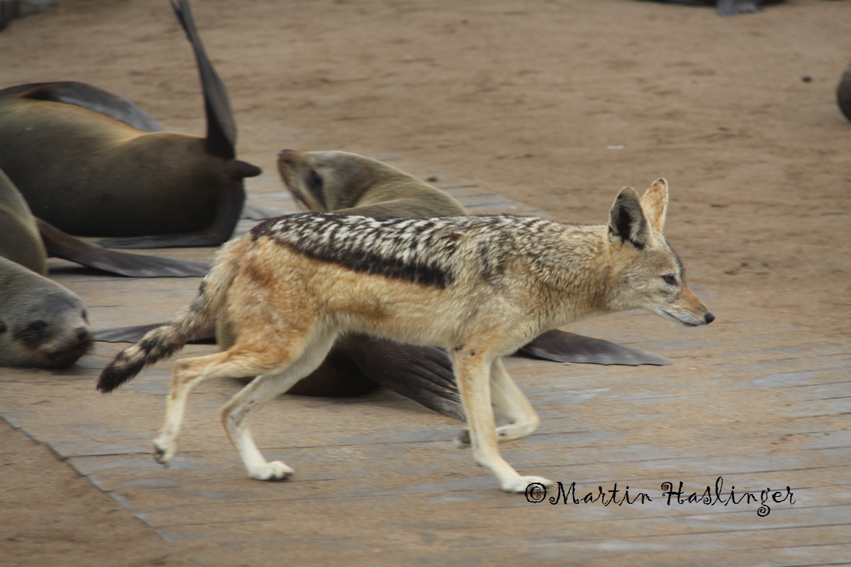 Afrika_Schabrakenschakal_bei_Seeloewen_in_Cap_Cross