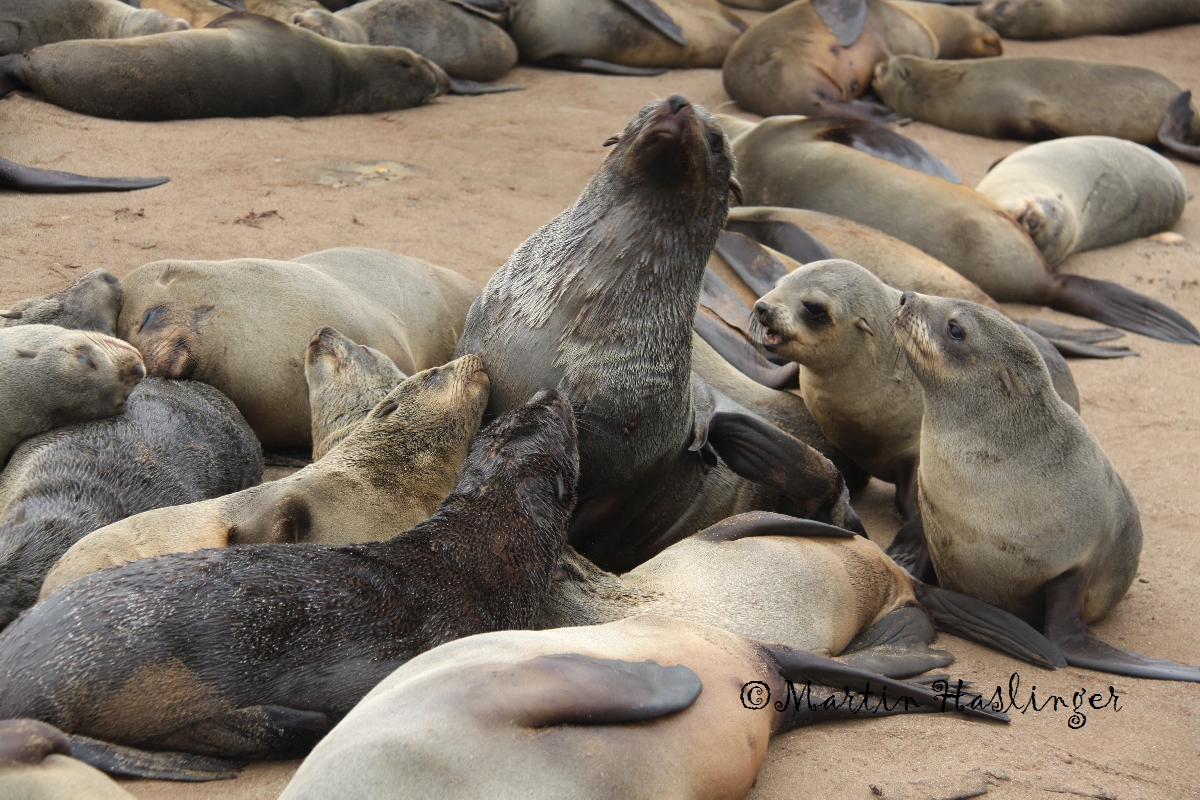 Afrika_Seeloewen_in_Cap_Cross_2