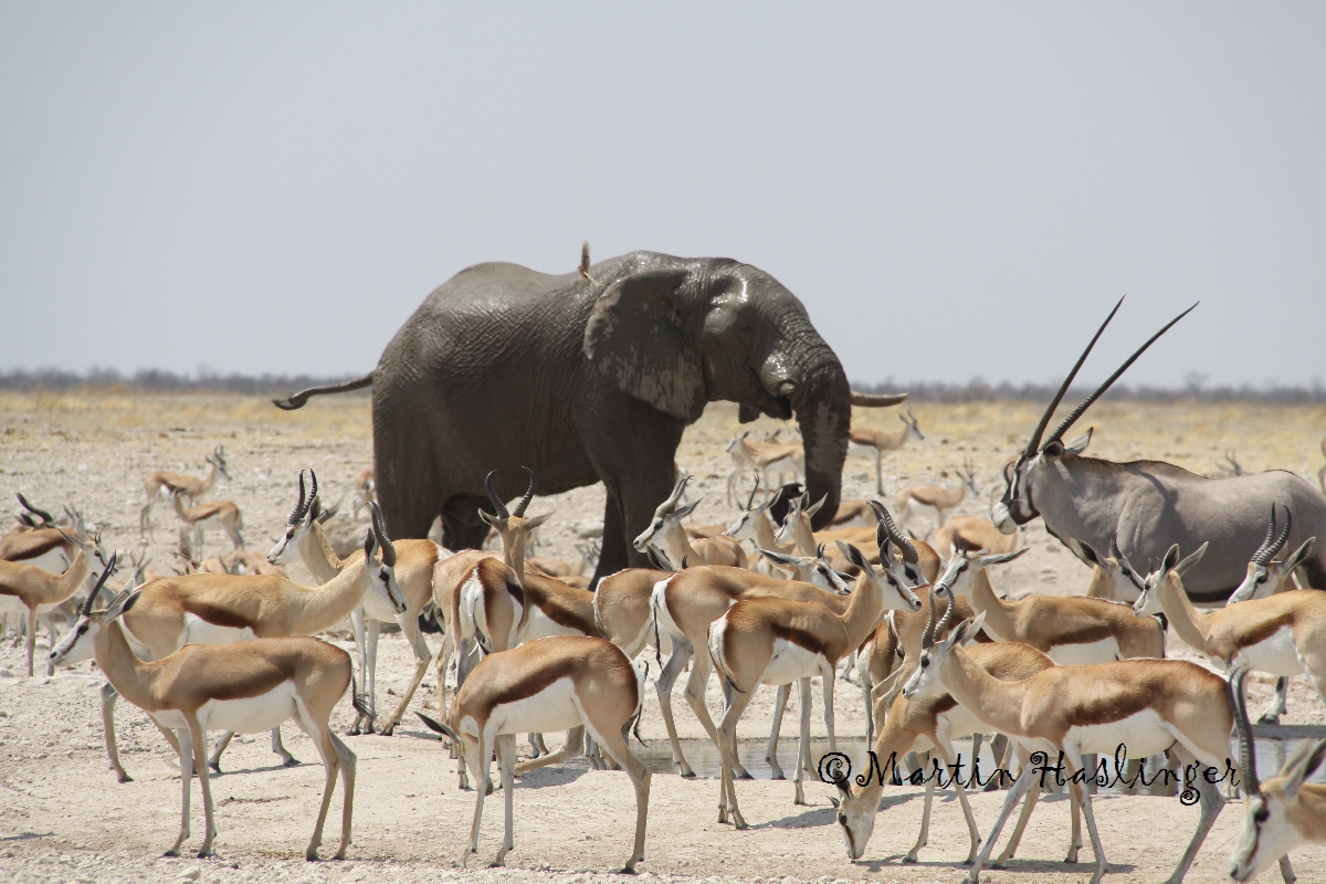 Afrika_Elefant,_Springboecke_und_Oryx_in_Etoscha