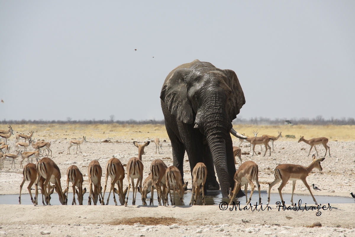 Kenia Safari 2023