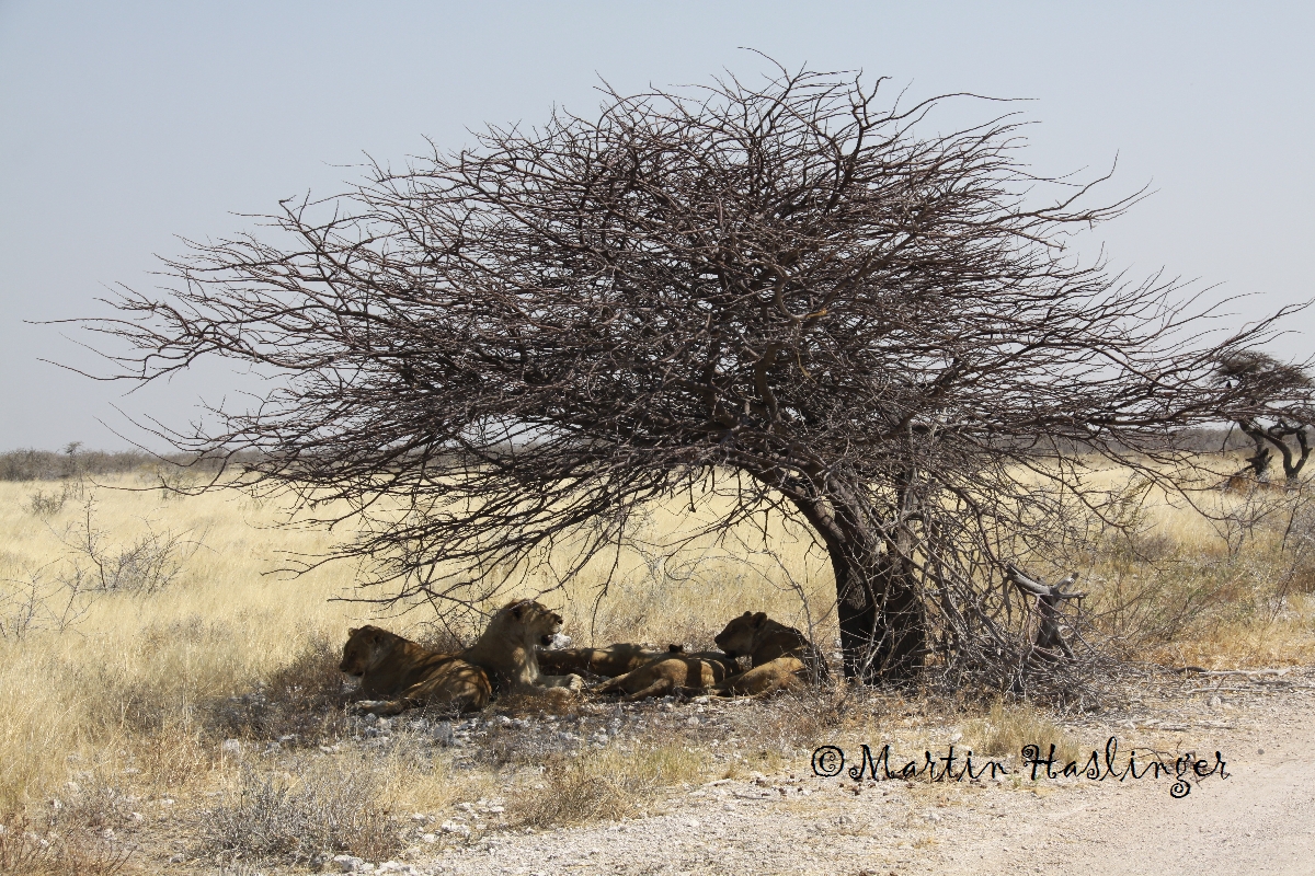 Afrika_5_Loewinen_unter_Akazienbaum_in_Etoscha