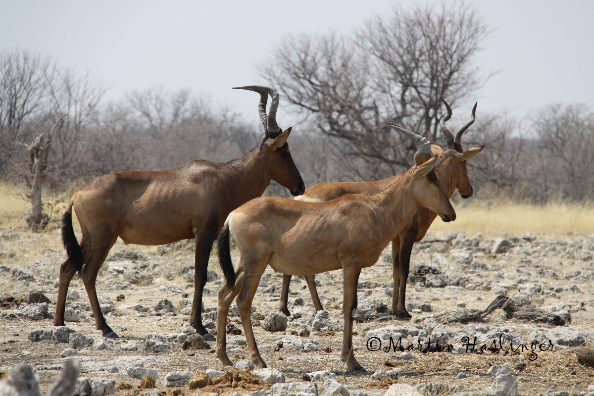 Afrika_Kuhantilopen_in_Etoscha