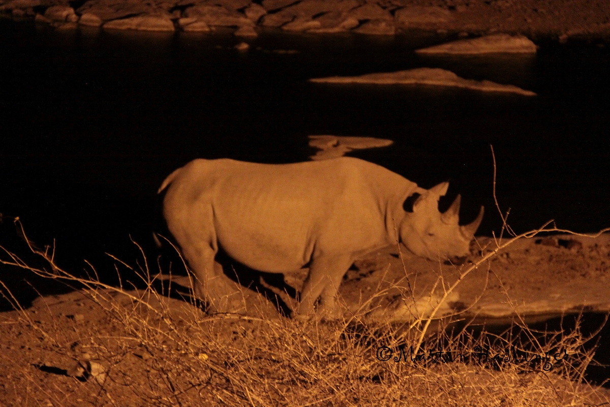 Afrika_Nashorn_am_Halali_Wasserloch_in_Etoscha