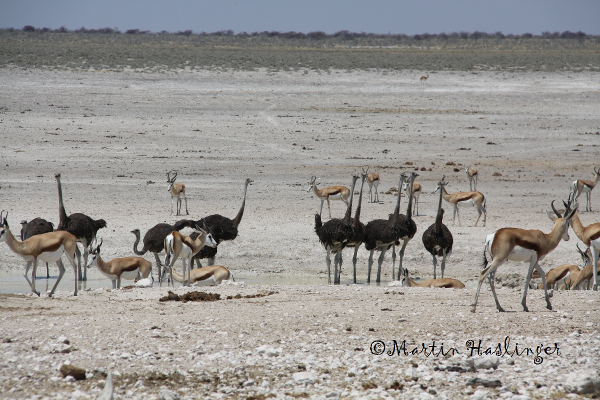 Afrika_Strausse_und_Springboecke_in_Etoscha