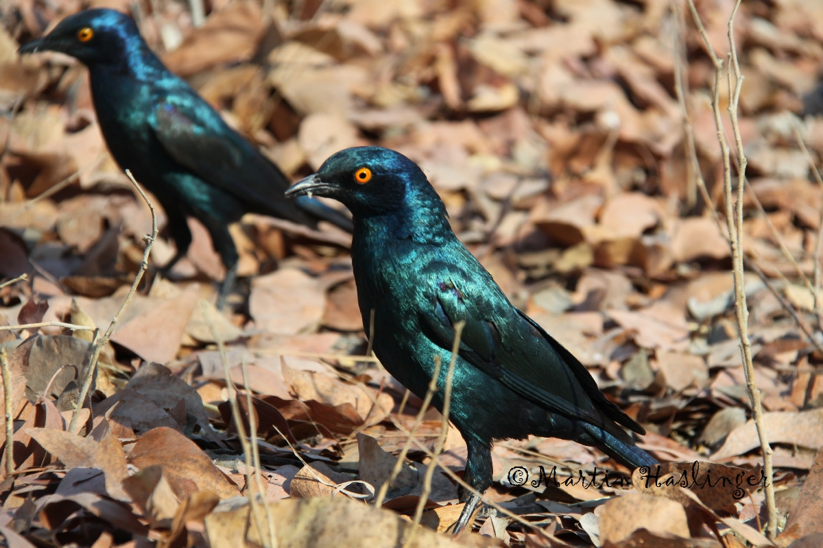 Afrika_Vogerl_im_Halali_Camp_in_Etoscha_2