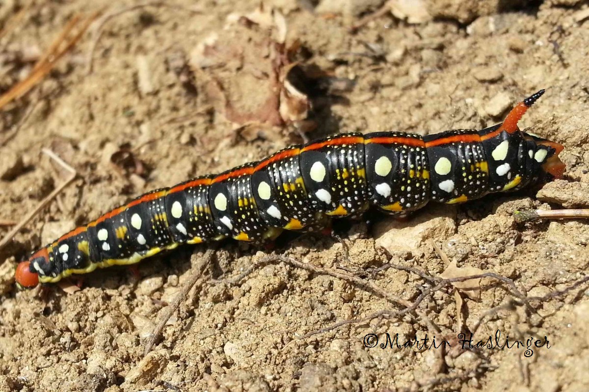 Wolfsmilchschw&auml;rmer