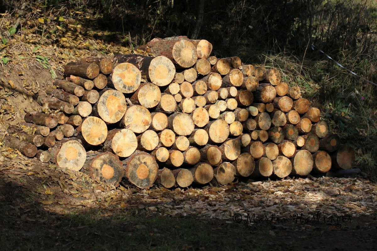 Holzstoss