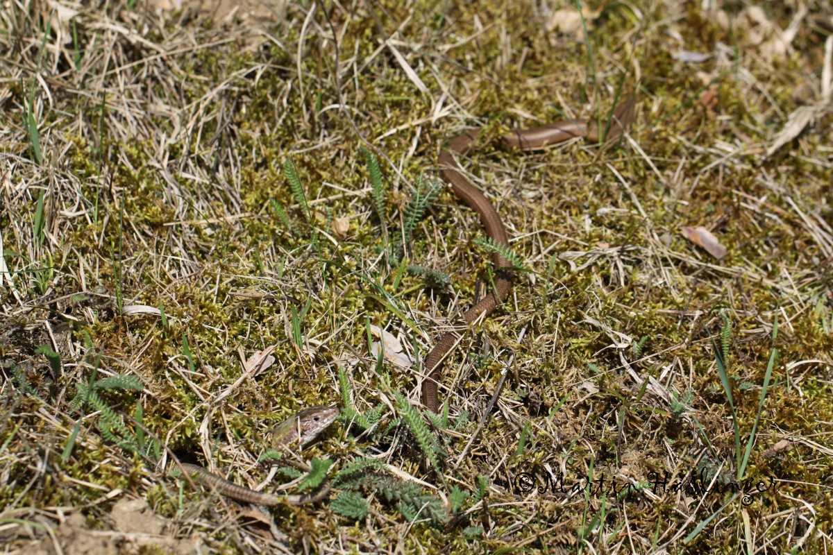 Eidechse und Blindschleiche