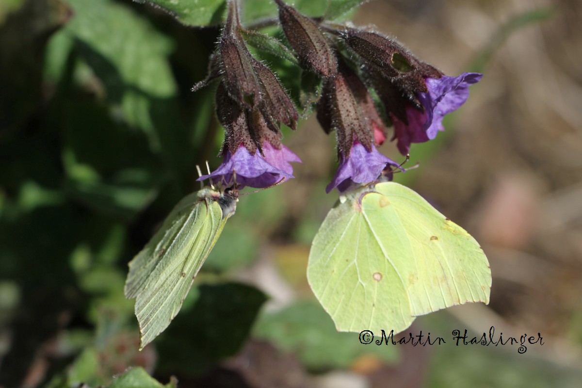 Zwei Zitronenfalter auf Lungenkraut