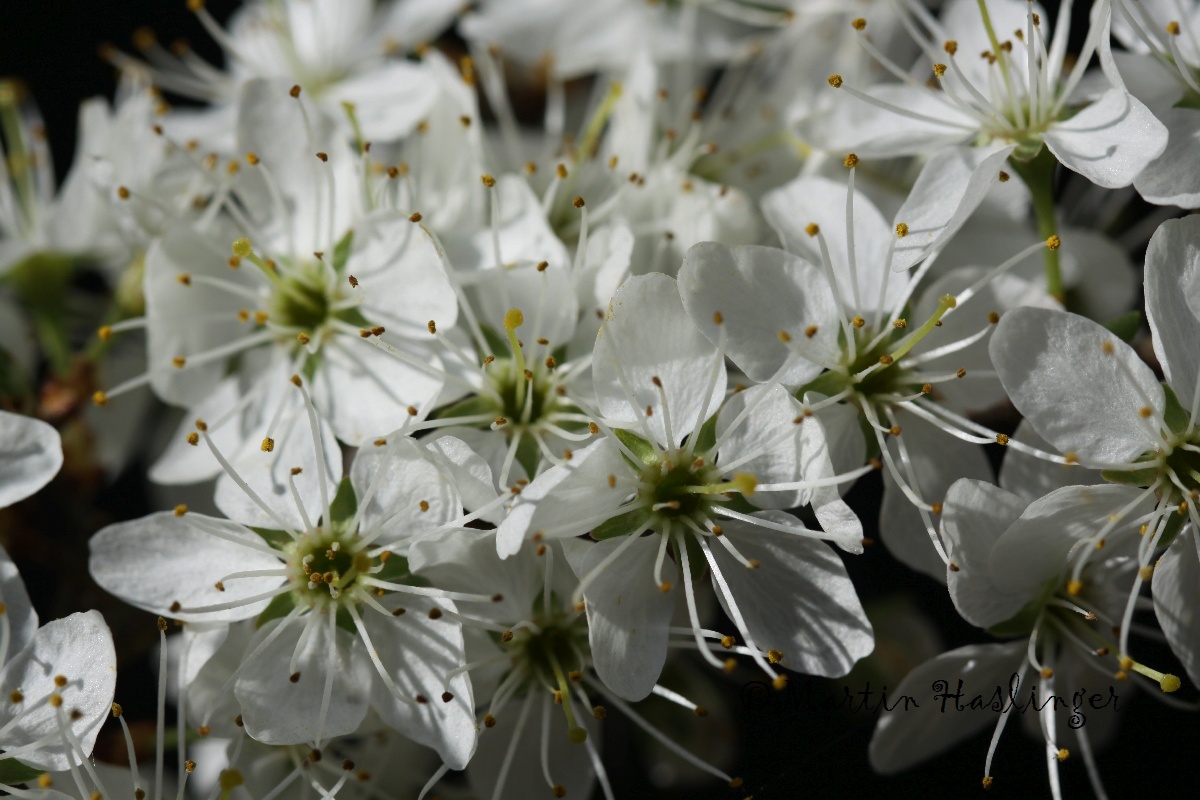 Schlehdornbl&uuml;ten