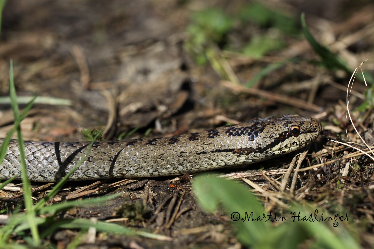 Schlingnatter bei Eingang