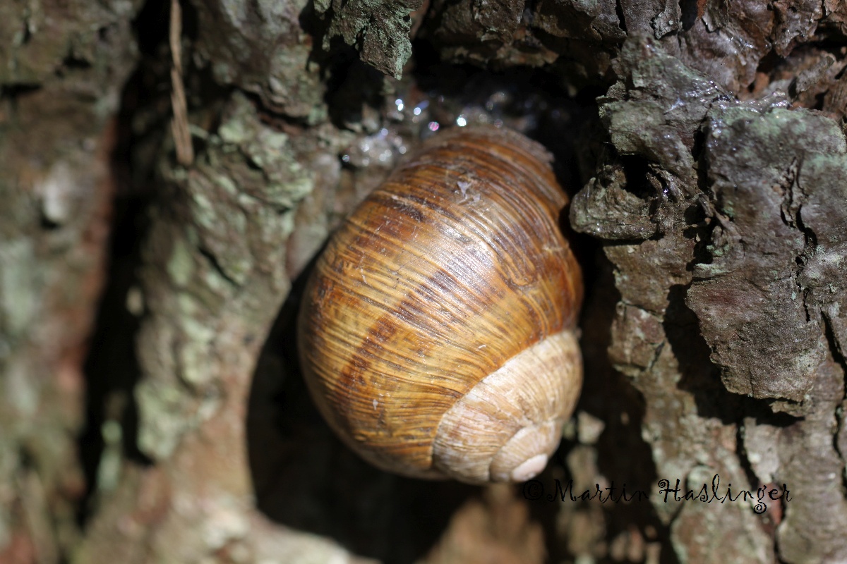 Weinbergschnecke auf Baum