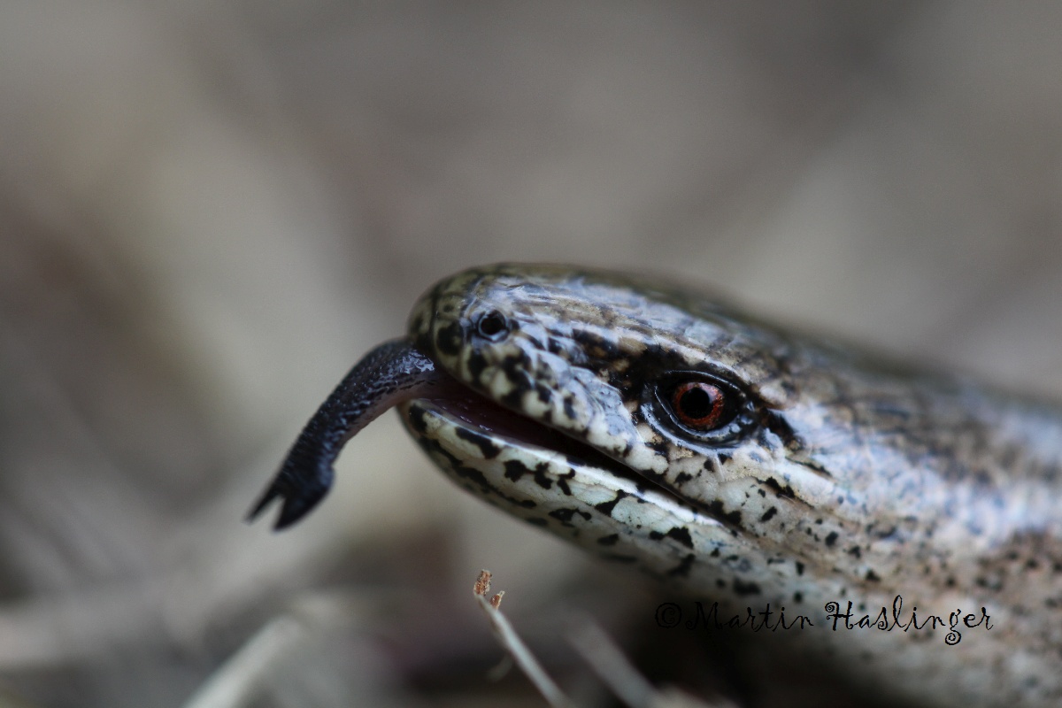 Blindschleiche