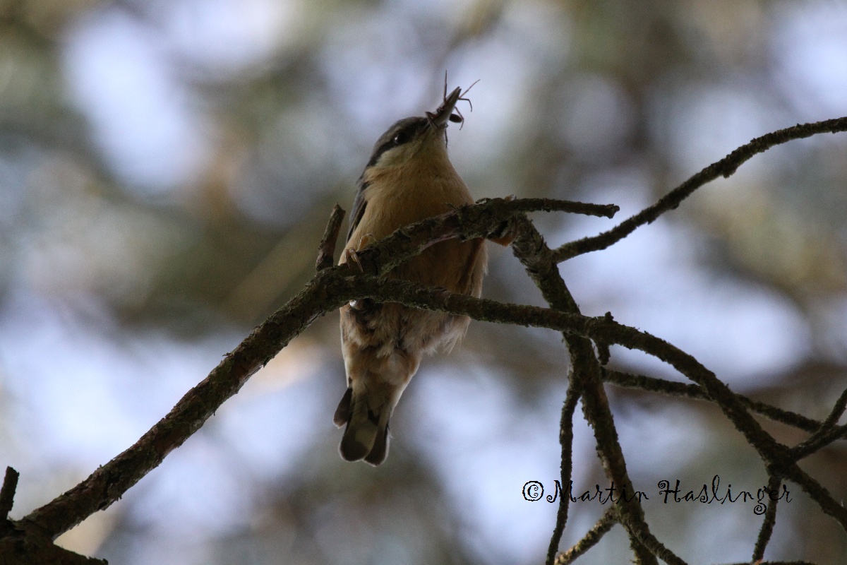 Kleiber auf Ast mit Insekt