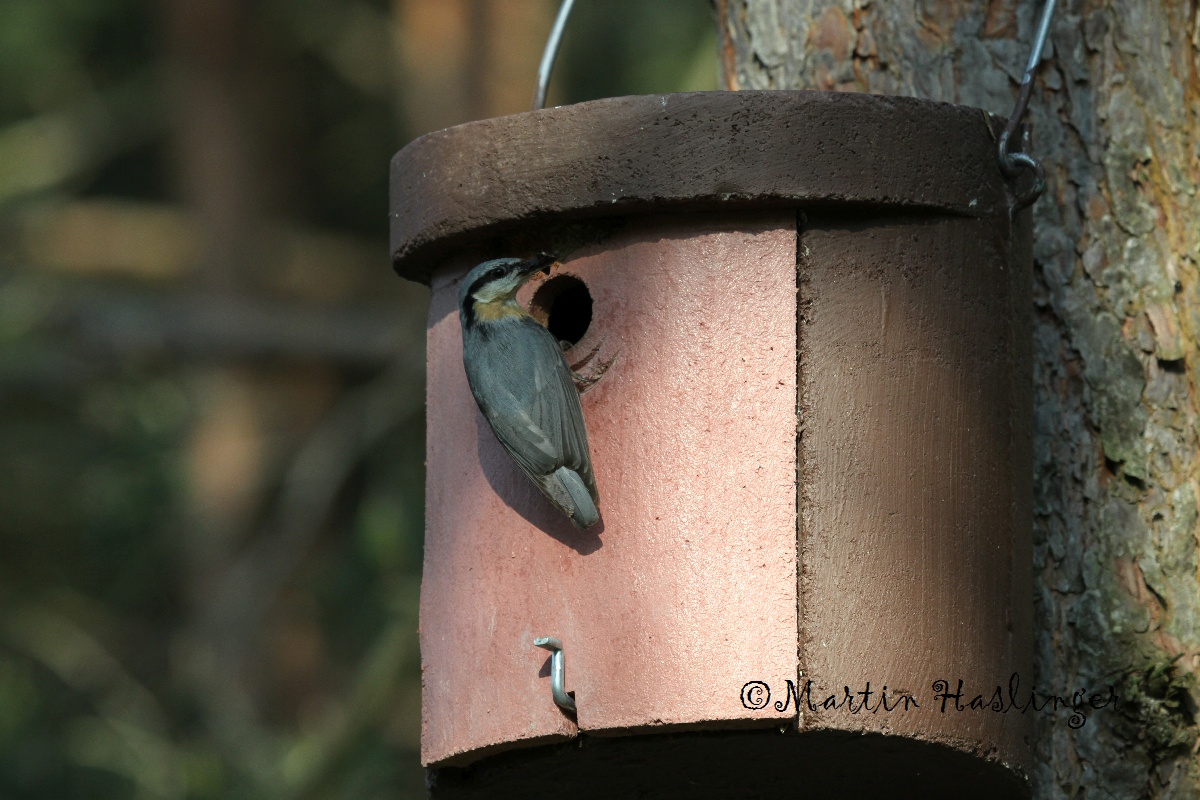 Kleiber mit Insekt auf Vogelhaus