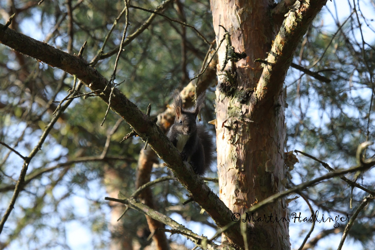 Schwarzes Eichk&auml;tzchen auf Baum