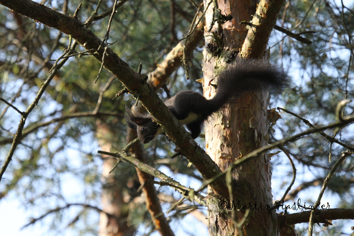 Schwarzes Eichk&auml;tzchen auf Baum