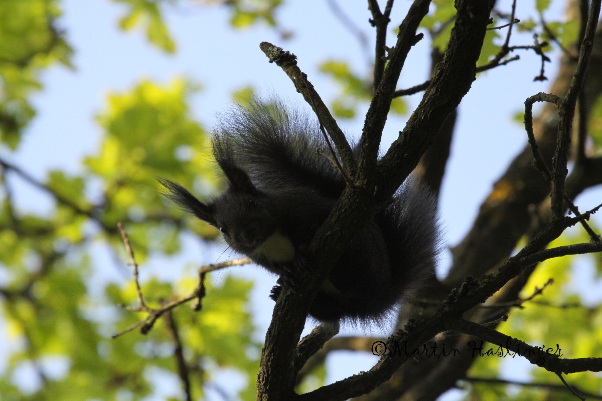 Schwarzes Eichk&auml;tzchen auf Baum