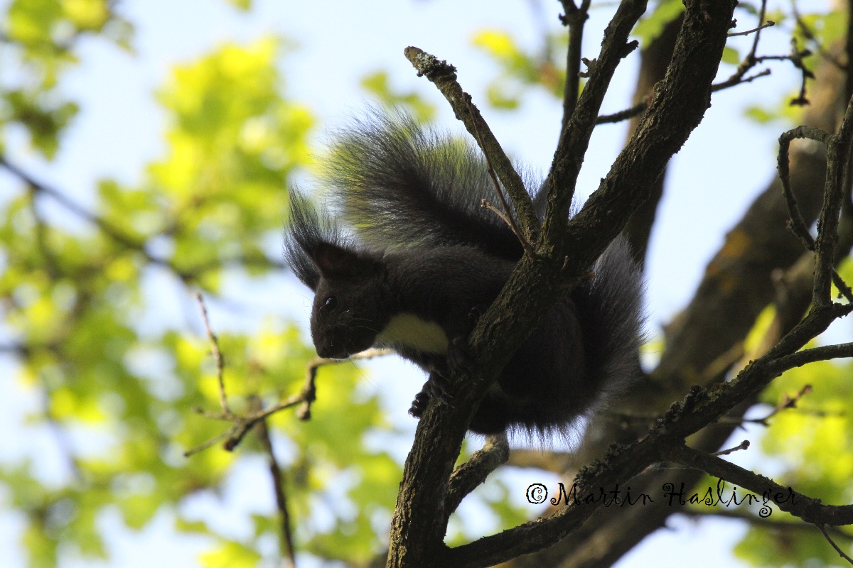 Schwarzes Eichk&auml;tzchen auf Baum