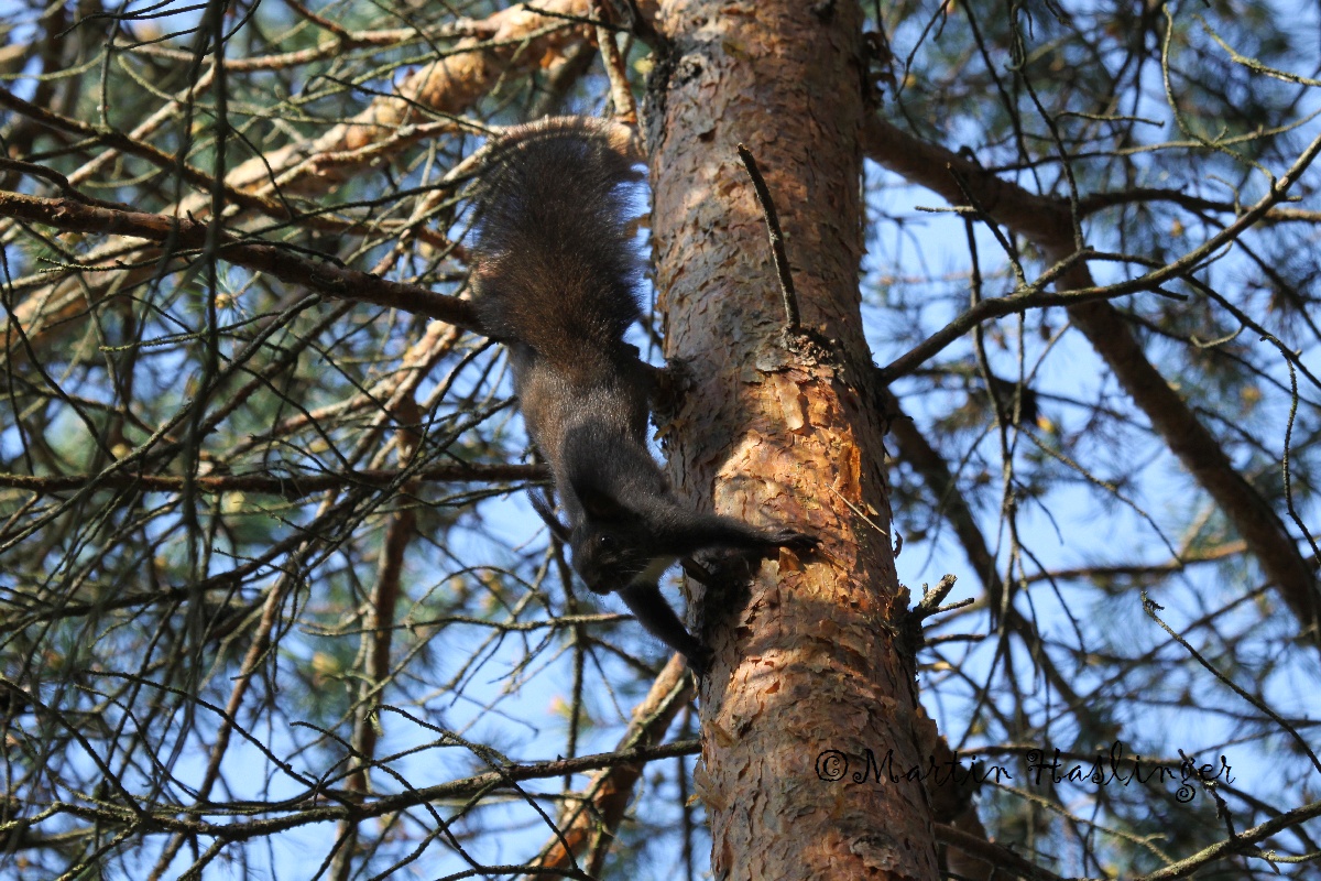 Schwarzes Eichk&auml;tzchen auf Baum