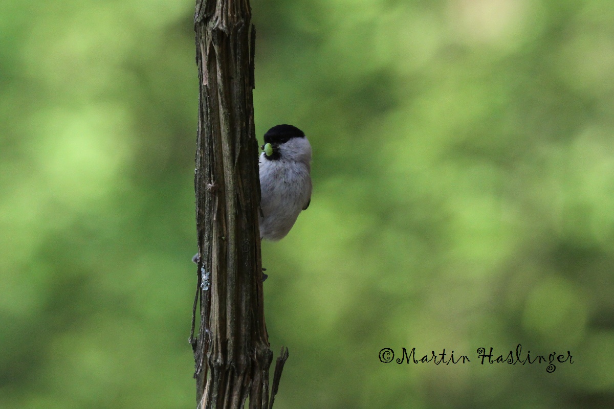 Weidenmeise mit Raupe auf Liane