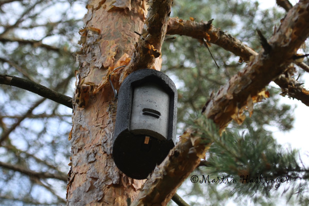 Schwegler Fledermaushaus