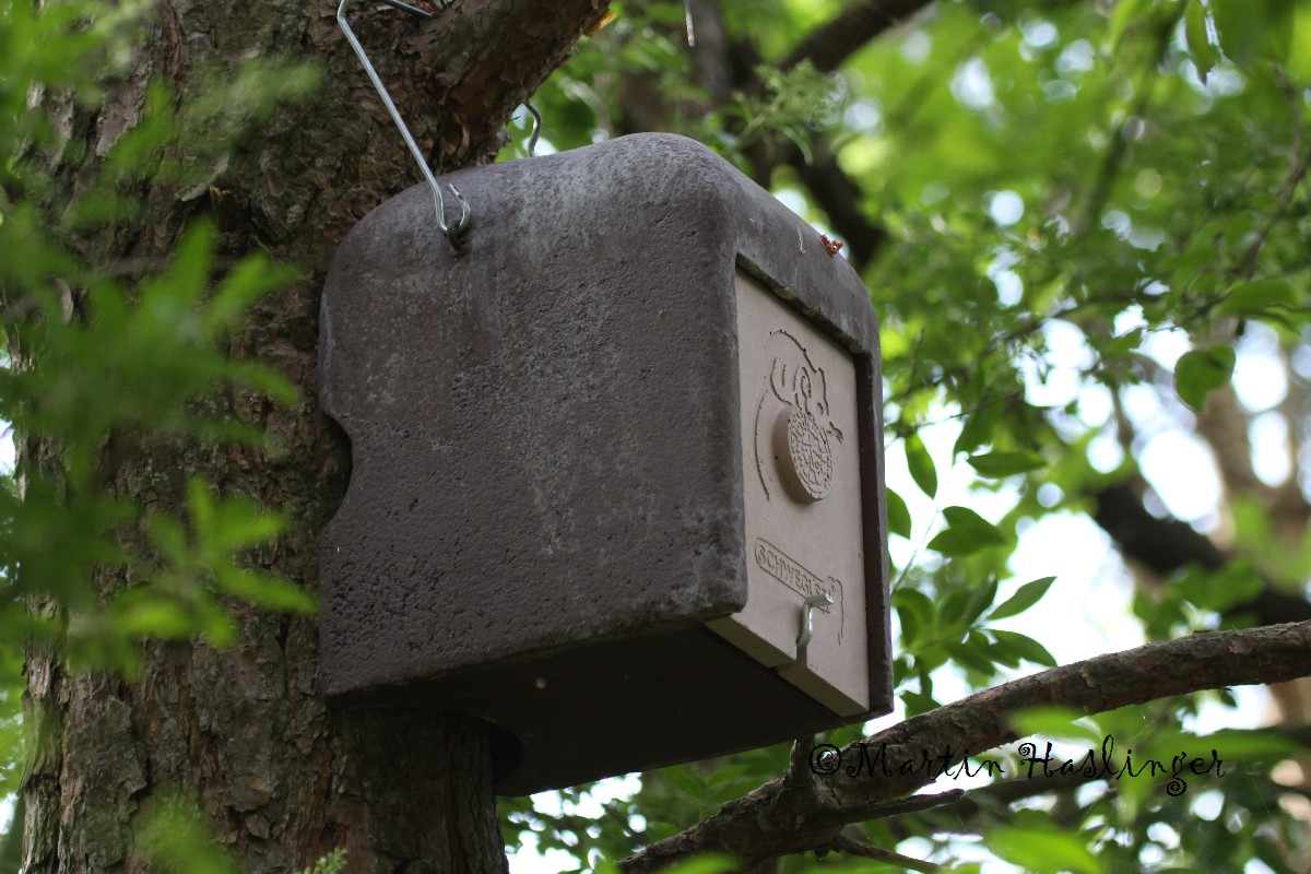 Schwegler Haselmaushaus