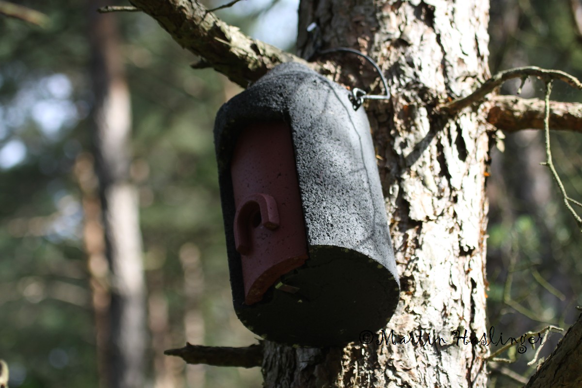 Schwegler Hornissenhaus