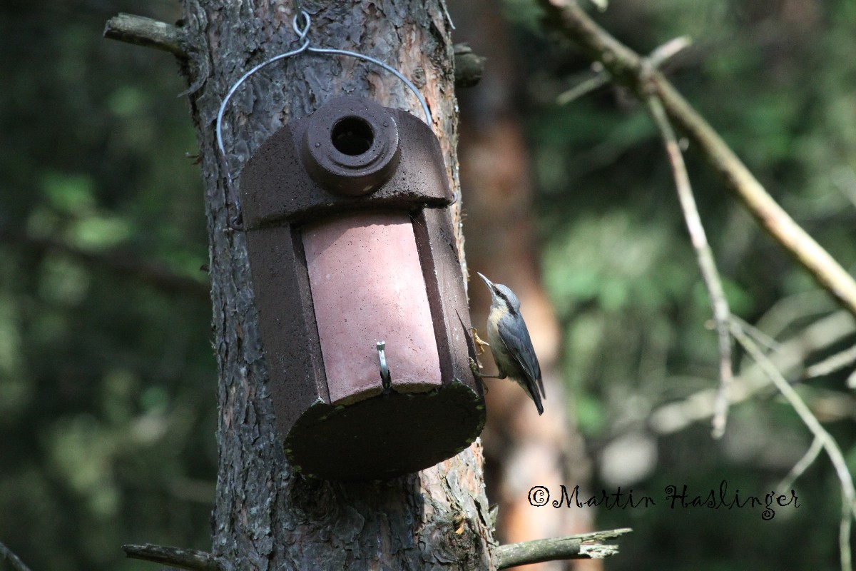 Kleiber auf Hausbesichtigung