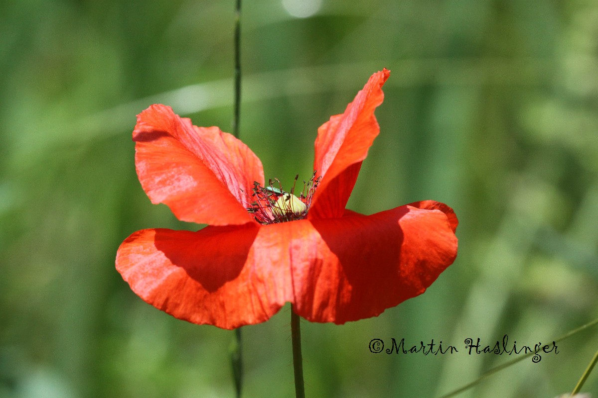 Mohn