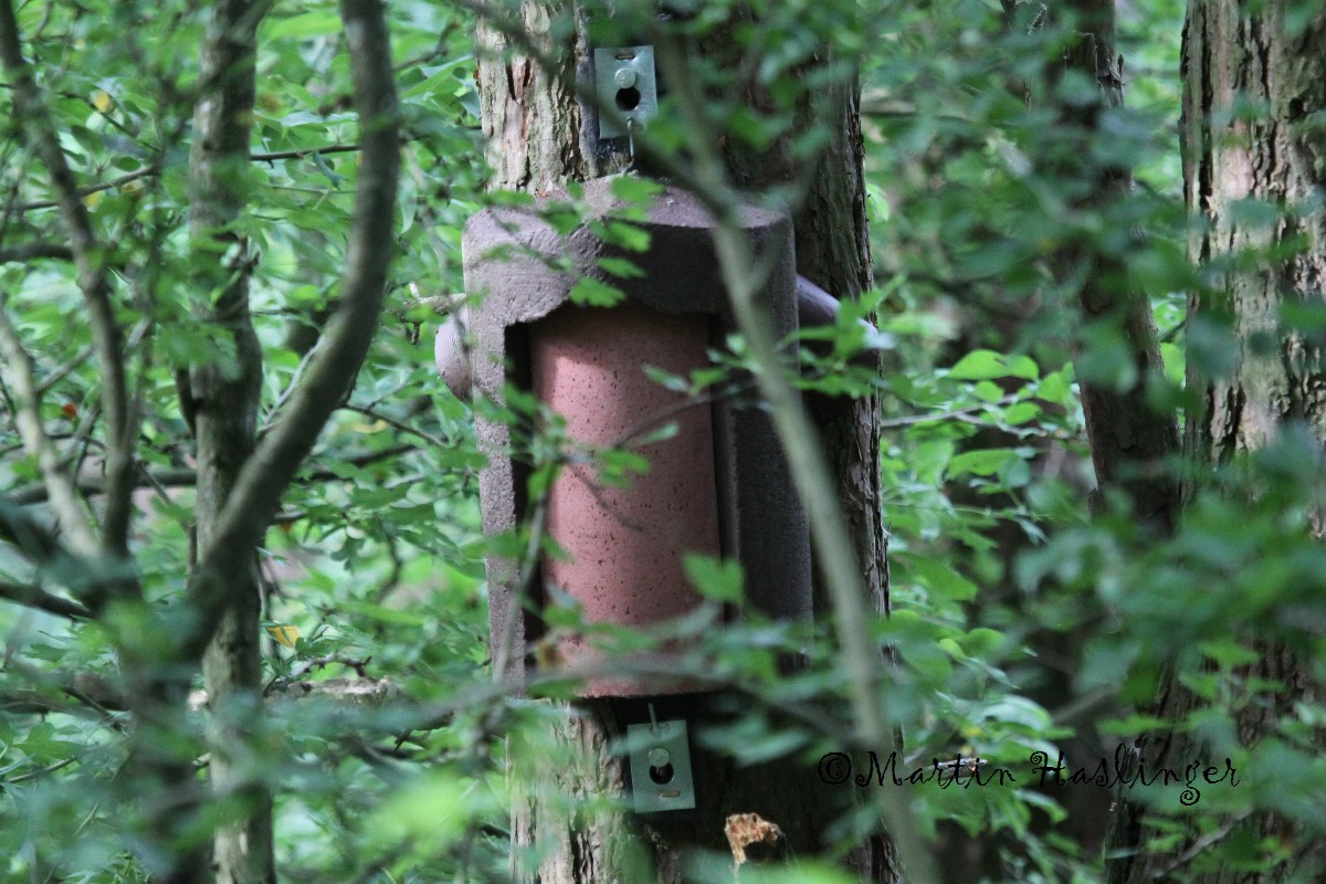 Schwegler Vogel-Haselmaushaus