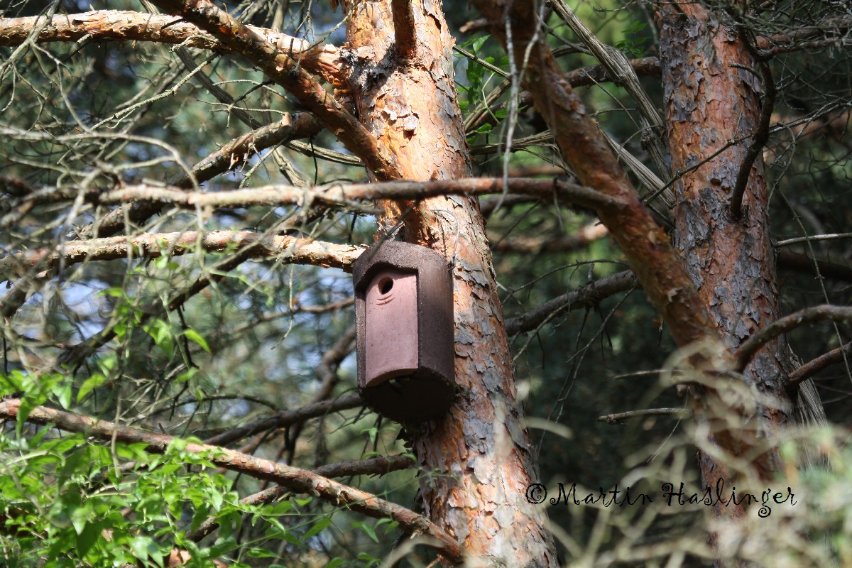 Schwegler Vogelhaus