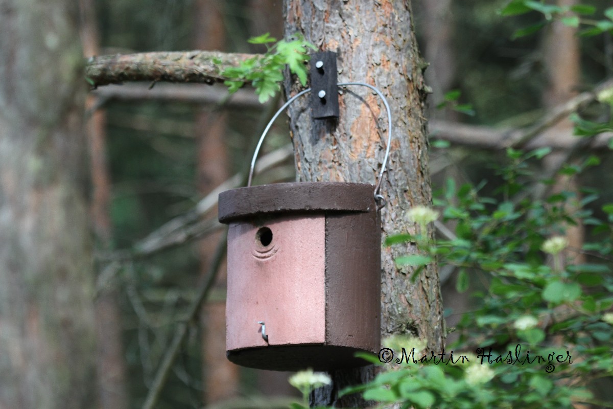 Schwegler Vogelhaus