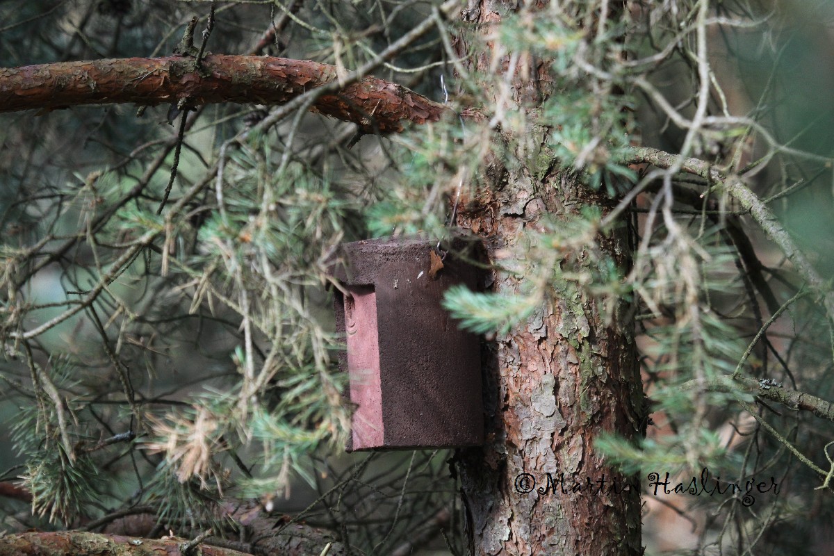 Schwegler Vogelhaus