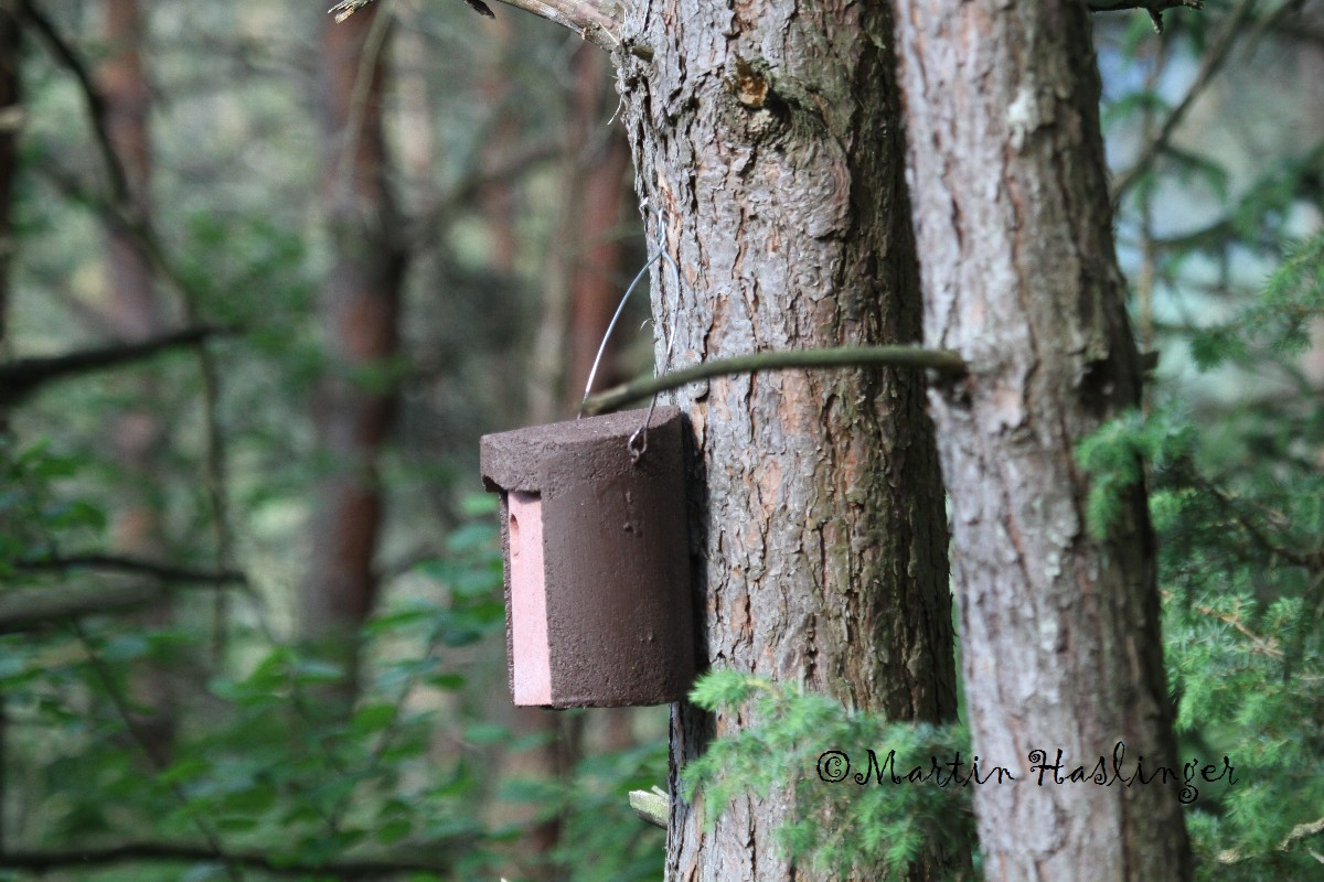 Schwegler Vogelhaus