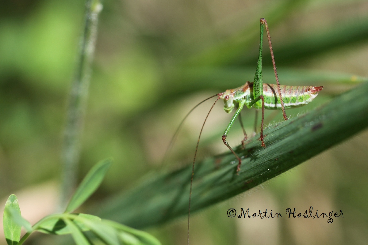 Heuschrecke