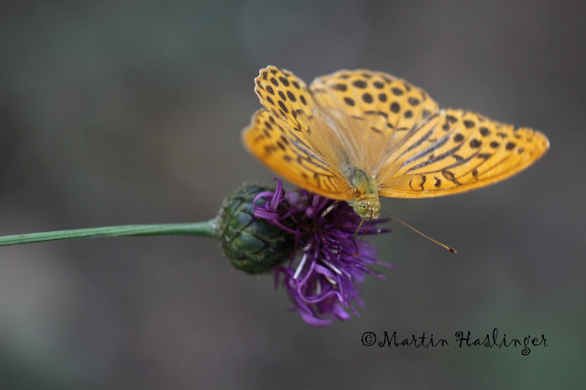 Kaisermantel auf Wiesenflockenblume
