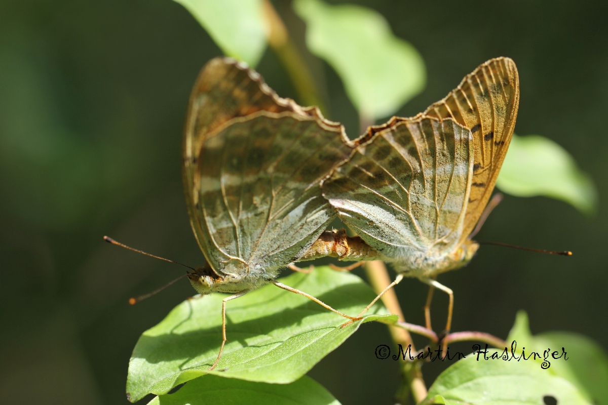 Kaisermantelpaar bei Paarung