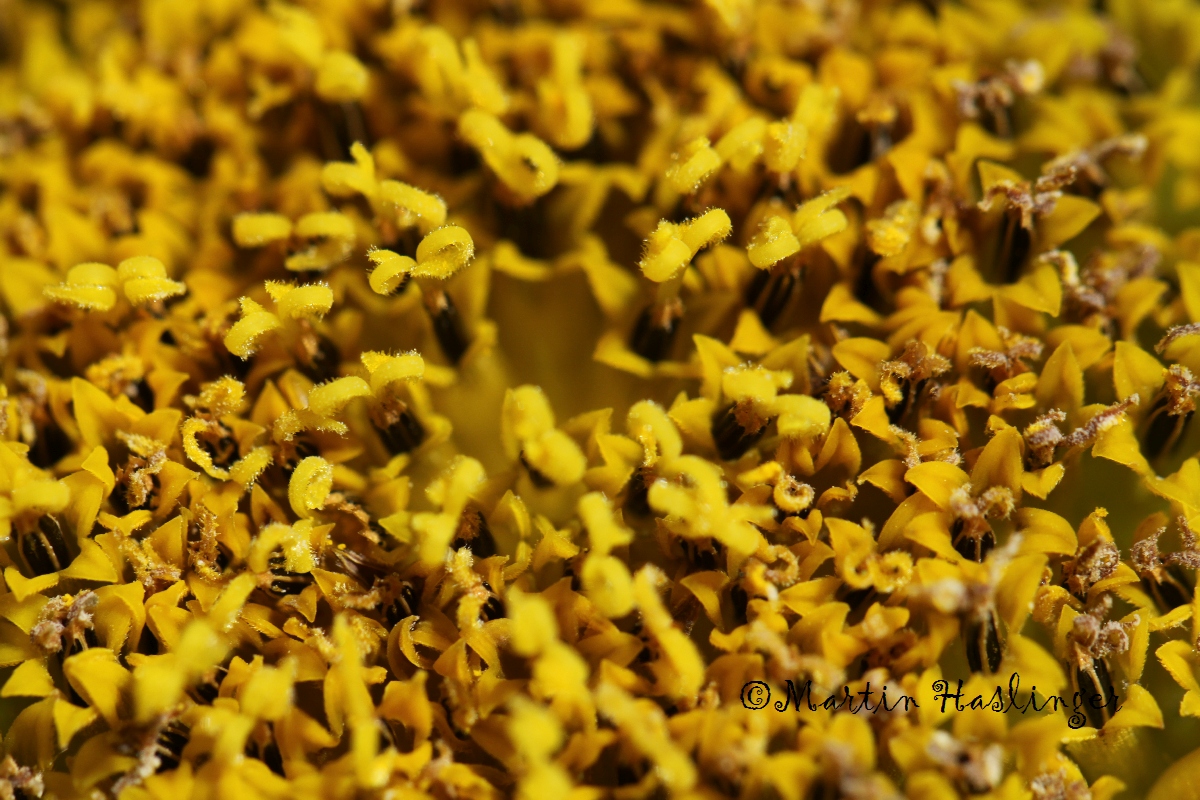 Sonnenblumenbl&uuml;te