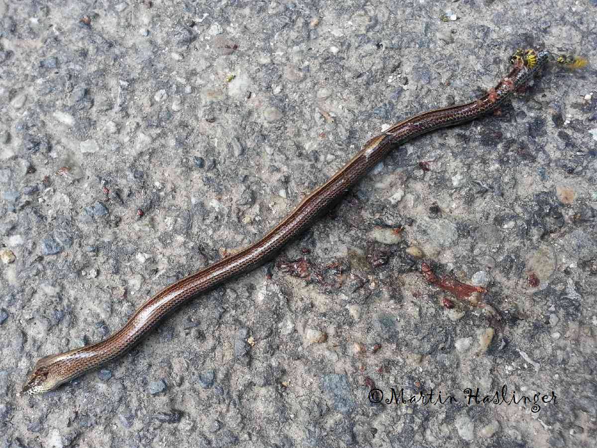 Blindschleiche