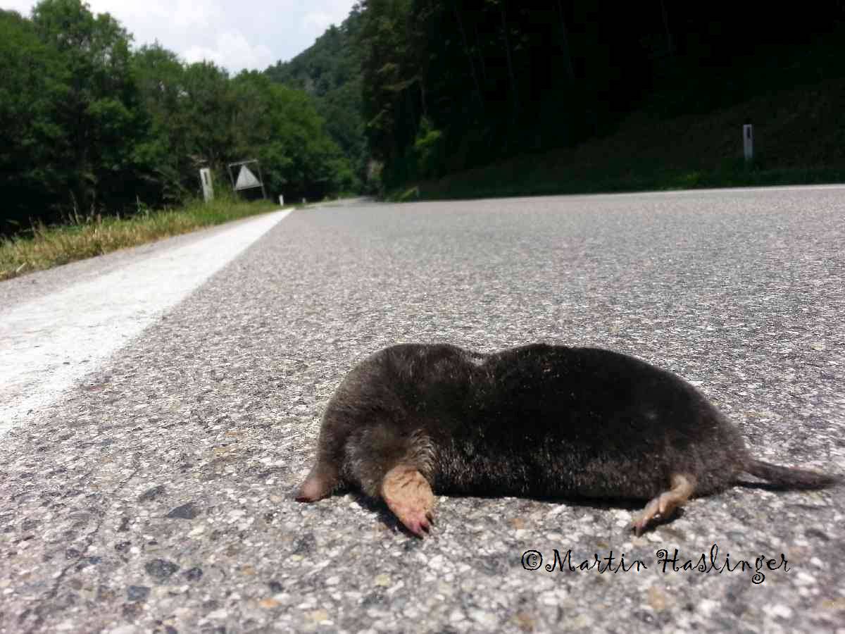 Maulwurf