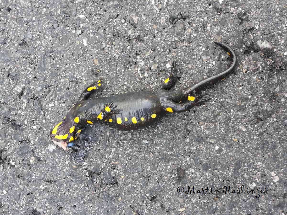 Feuersalamander