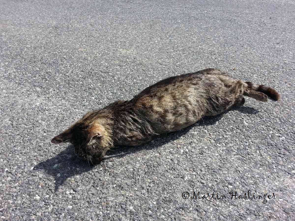 Katze