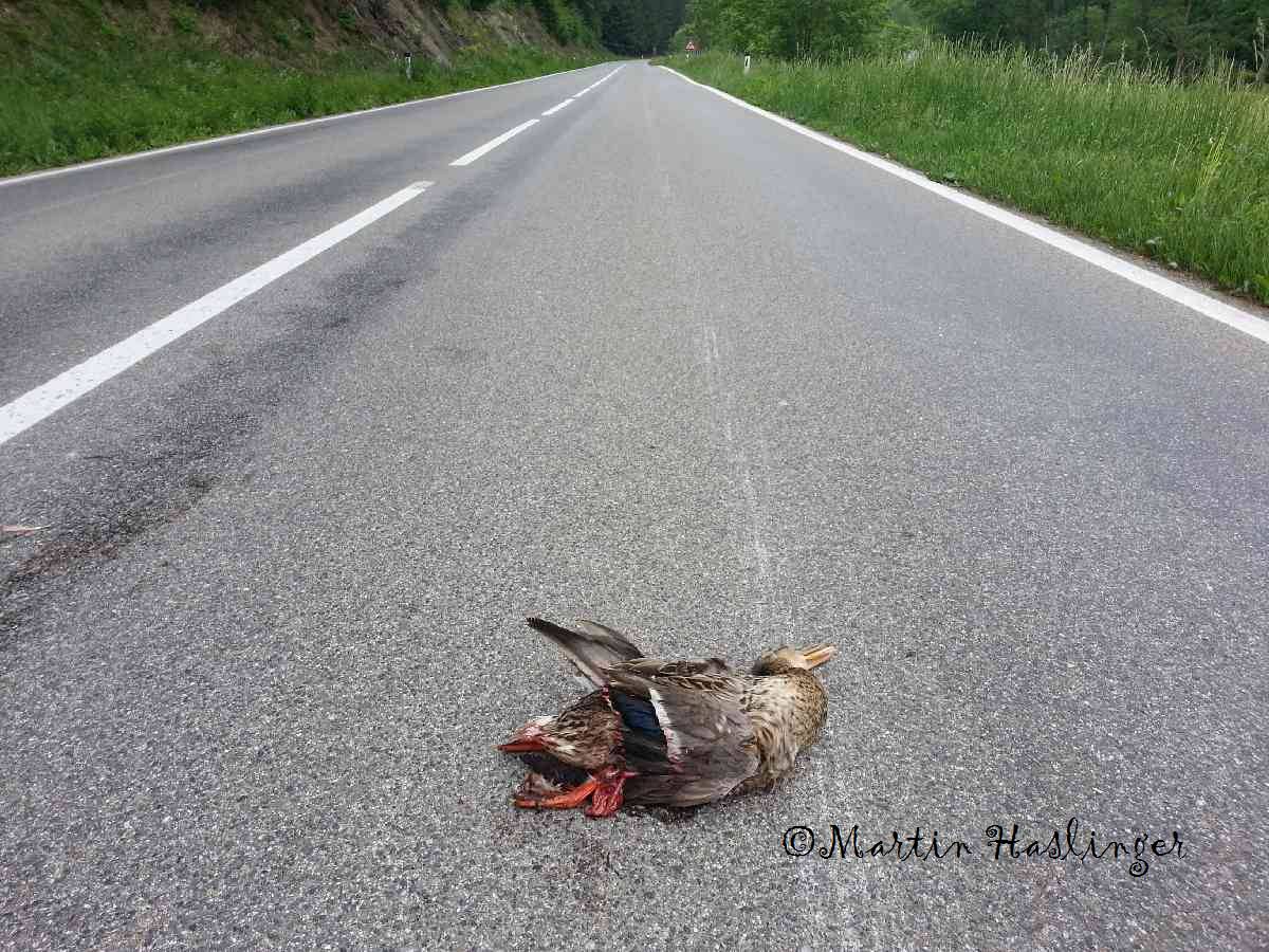 Ente