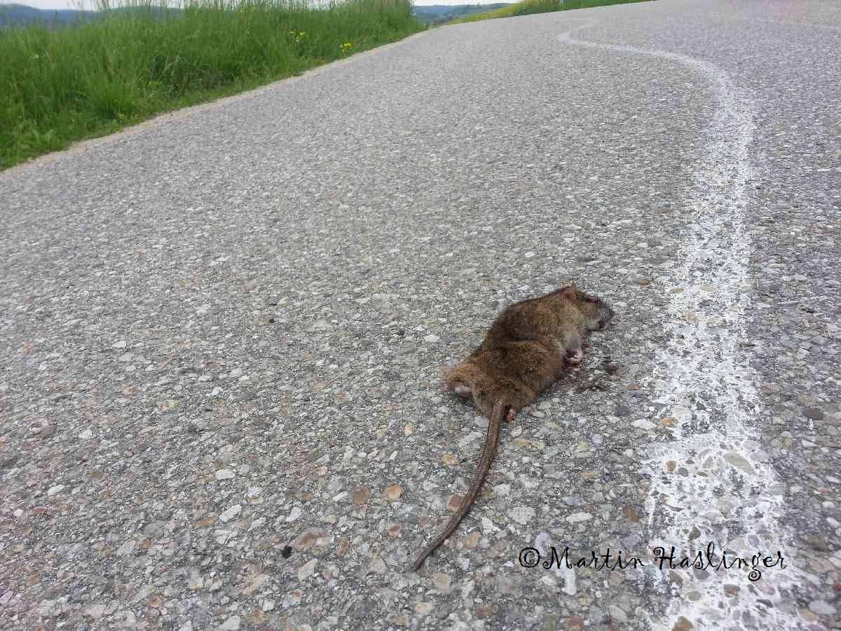 Feldmaus