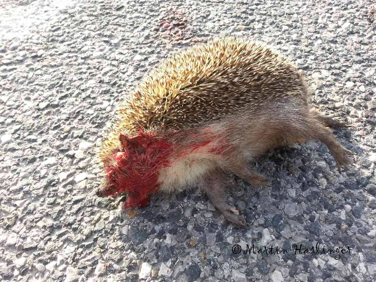 Armer überfahrener Igel